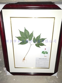 中药标本    三七标本 教学标本三七