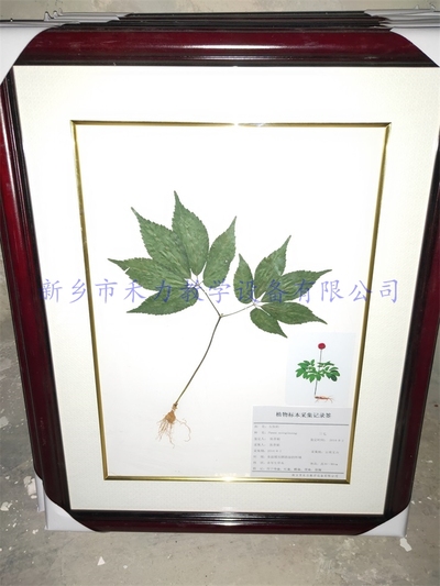 中药标本    三七标本 教学标本三七