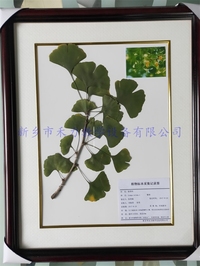 植物标本  中药标本   银杏干制标本