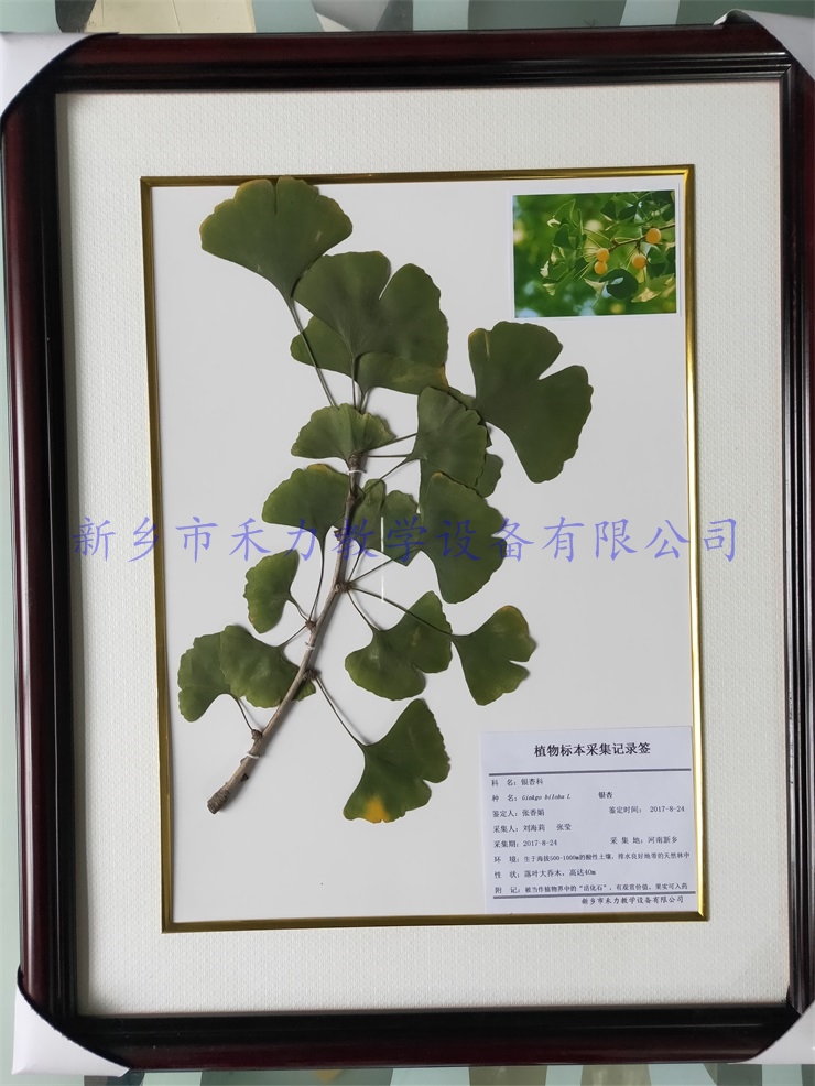植物标本  中药标本   银杏干制标本