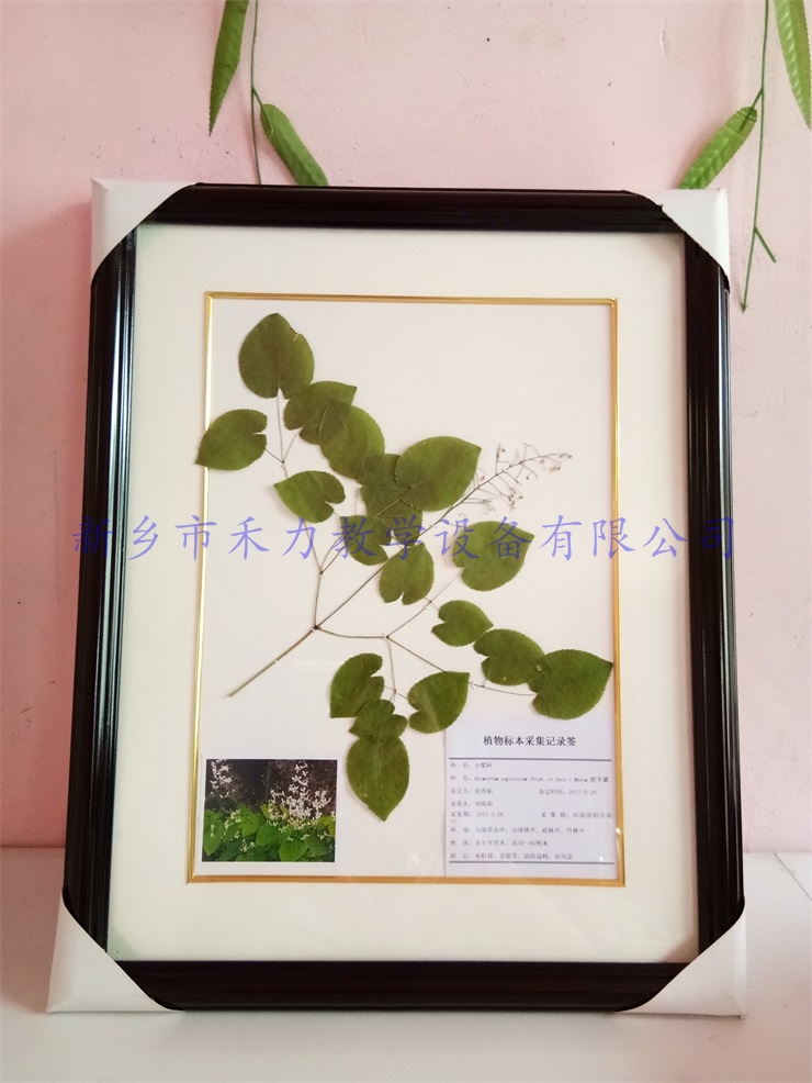 植物腊叶标本-淫羊藿