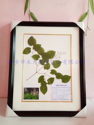 植物腊叶标本-淫羊藿