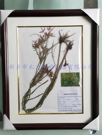 植物腊叶标本  莎草    中药标本   香附