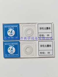 肺吸虫囊蚴切片标本  寄生虫学玻片标本