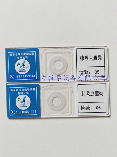 肺吸虫囊蚴切片标本  寄生虫学玻片标本