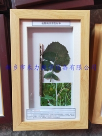 植物病害标本油菜菌核病盒装标本