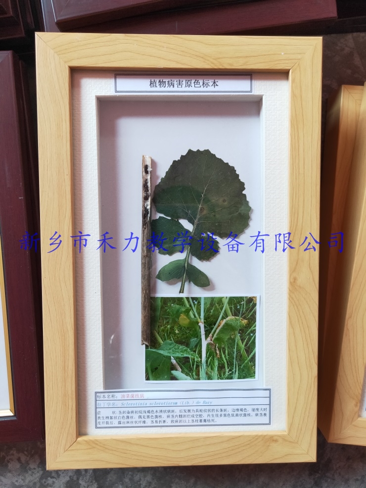 植物病害标本油菜菌核病盒装标本