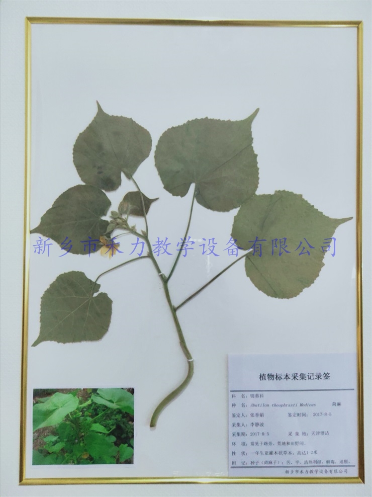 药用植物标本   苘麻干制标本实木框