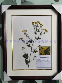 中药标本  野菊花