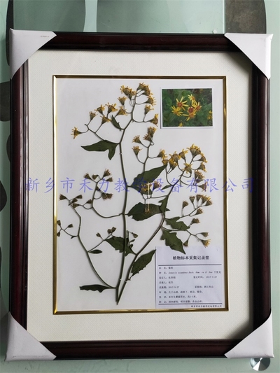 中药腊叶标本  千里光干制标本