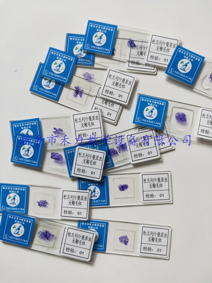杜氏利曼原虫无鞭毛体  寄生虫玻片标本