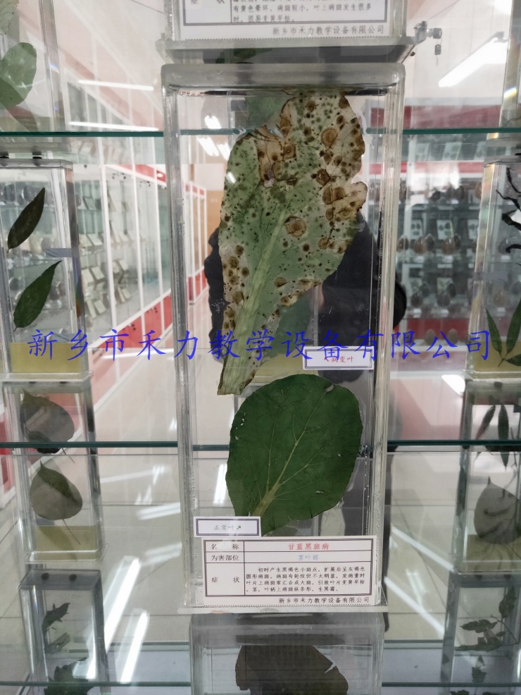 蔬菜病害展示教学标本甘蓝黑斑病保色浸泡标本