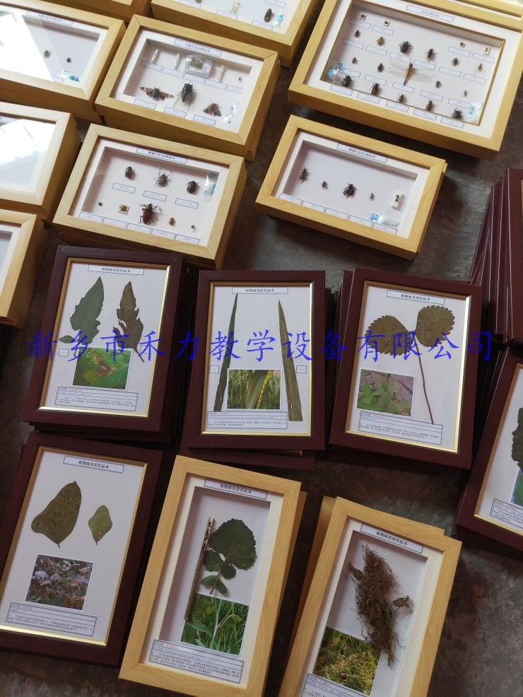 植物病害标本  农作物病害标本