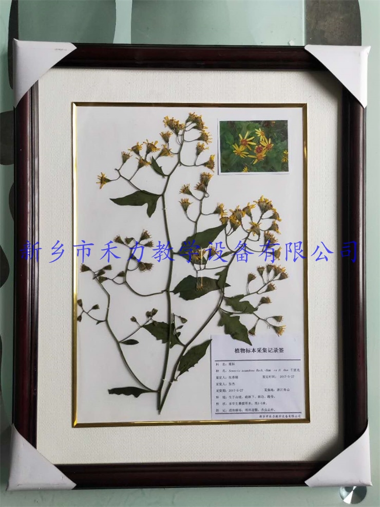 植物标本实木框装