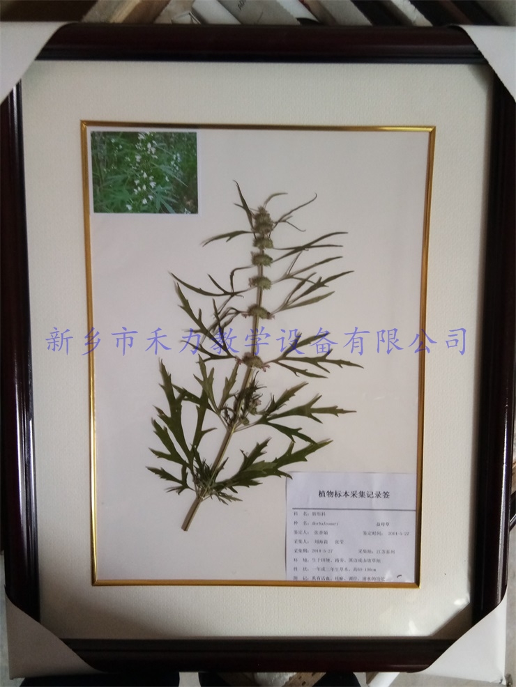 中药标本-益母草标本