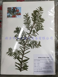 植物腊叶标本   南方红豆杉