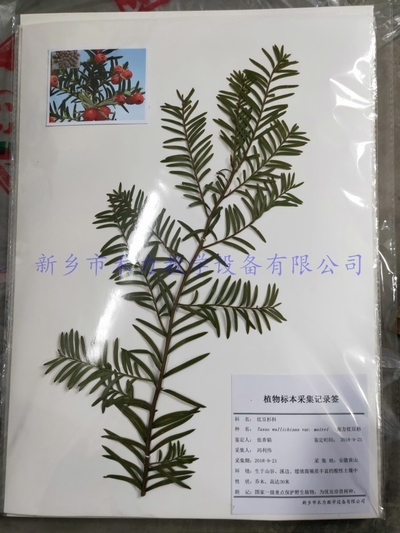 植物腊叶标本   南方红豆杉