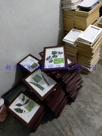 植物病害原色标本教学展示标本
