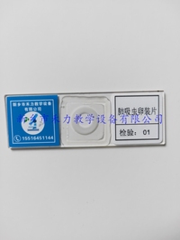 寄生虫卵装片  肺吸虫卵装片