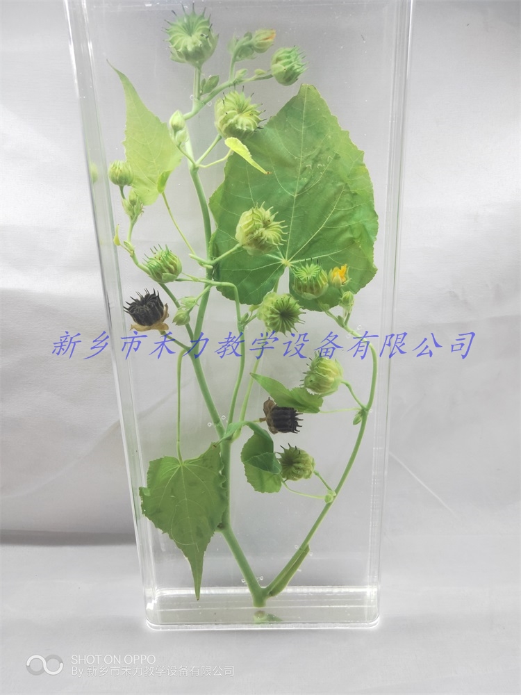 苘麻保色浸制标本植物标本