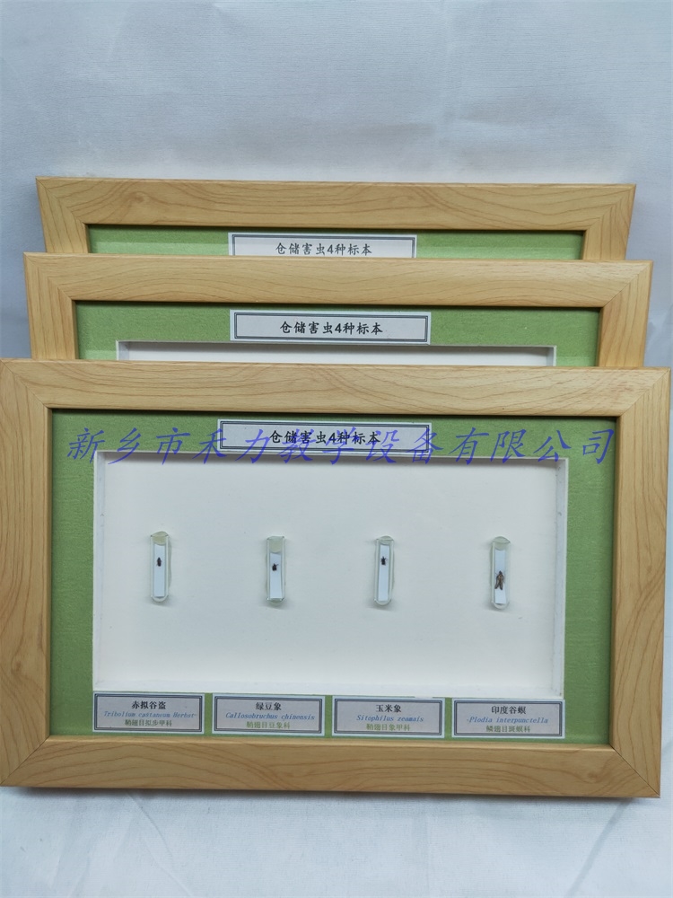 仓储害虫标本赤拟谷盗印度谷螟玉米象绿豆象标本粮食储藏害虫标本