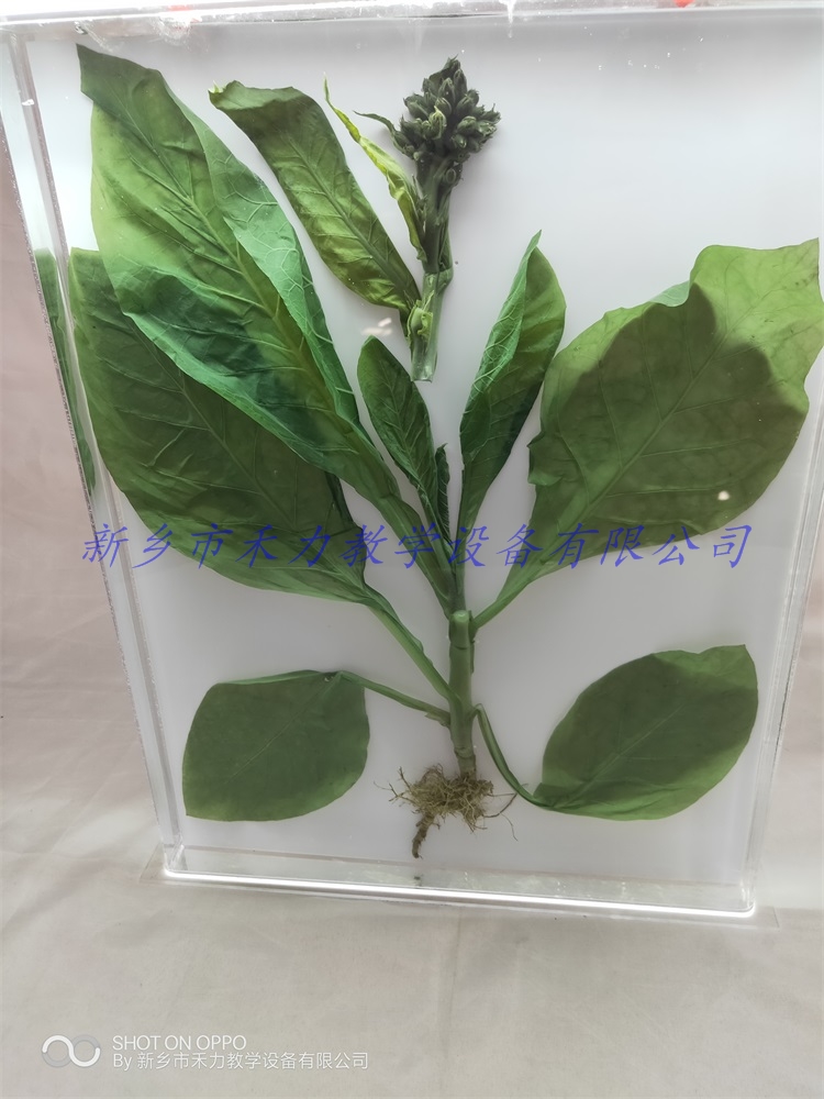 烟草保色浸制标本有机玻璃瓶装定制