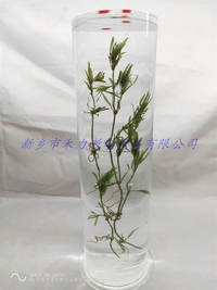水生植物保色浸制标本菹草标本