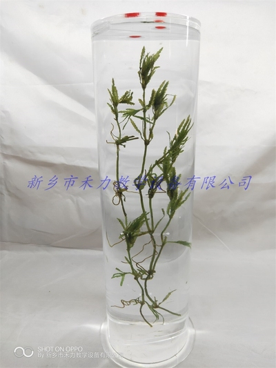 水生植物保色浸制标本菹草标本