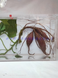 甘薯浸制标本农作物浸泡展示标本植物标本定制厂家