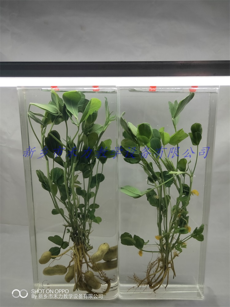 花生浸制标本有机玻璃瓶装农作物浸制标本油料作物浸制标本