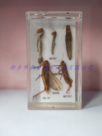 大棉蝗解剖浸制标本蝗虫解剖浸制标本