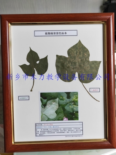 园艺花卉病害标本牵牛花白锈病