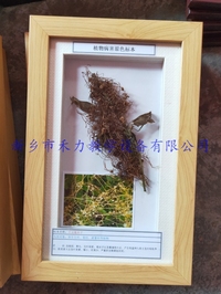 大豆病害大豆菟丝子盒装展示标本