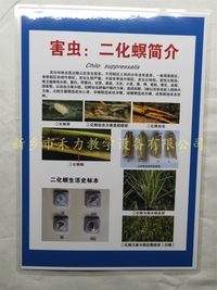 二化螟危害教学挂图彩照