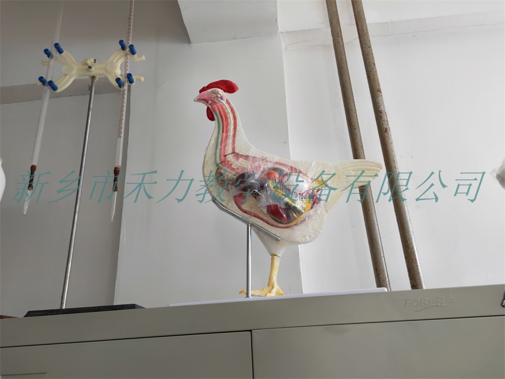 母鸡解剖模型公鸡解剖模型