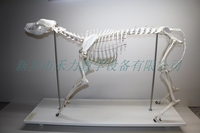 大型犬骨骼标本狗骨骼标本
