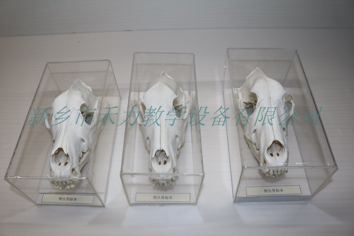 狗头骨教学标本动物骨骼标本