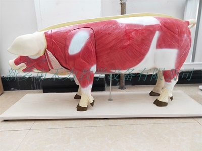 猪解剖模型实验教学展示模型畜牧兽医模型