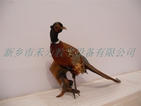 鸟类剥制标本兽类剥制皮毛标本