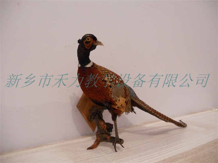 鸟类剥制标本兽类剥制皮毛标本