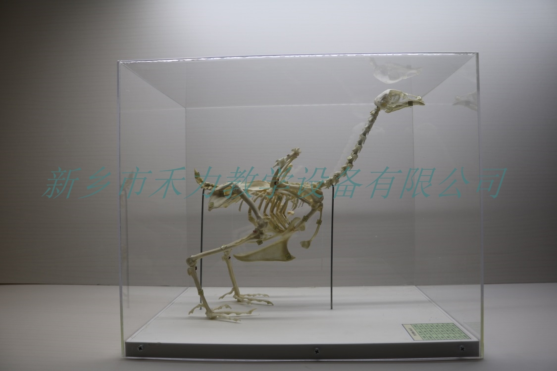 鸡骨骼标本家禽骨骼标本