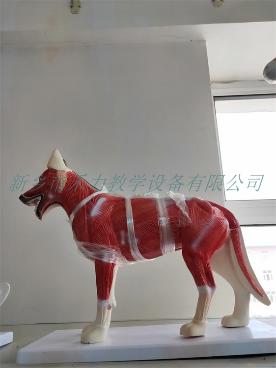 狗解剖实验模型犬解剖模型标本