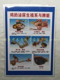 鸡的泌尿生殖系教学挂图