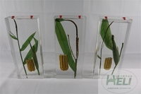 植物保色浸制标本玉米浸制标本农作物浸制教学标本