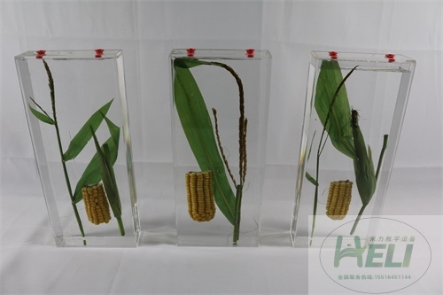 植物保色浸制标本玉米浸制标本农作物浸制教学标本