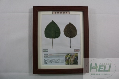 植物病害原色标本梨树锈病园林果树病害教学标本