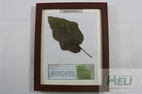 植物病害原色标本茄圆星病蔬菜病害教学标本