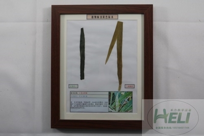 植物病害原色标本小麦白粉病农作物病害教学标本