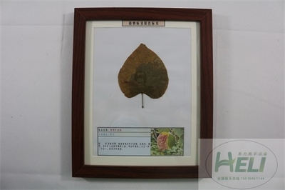 植物病害原色标本紫荆叶枯病园林花卉病害教学标本