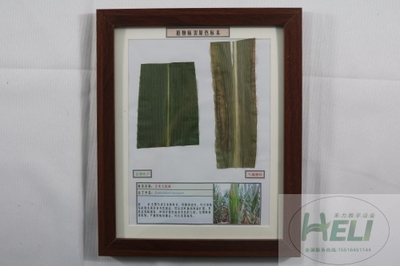 植物病害原色标本玉米大斑病农作物病害教学标本
